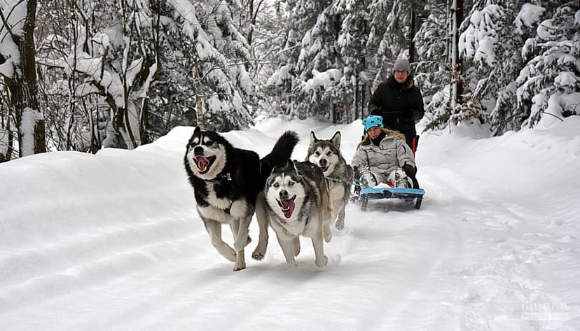 Zimowa Jazda Psim Zaprzęgiem Bezdrożami Beskidu | Kraków (okolice)