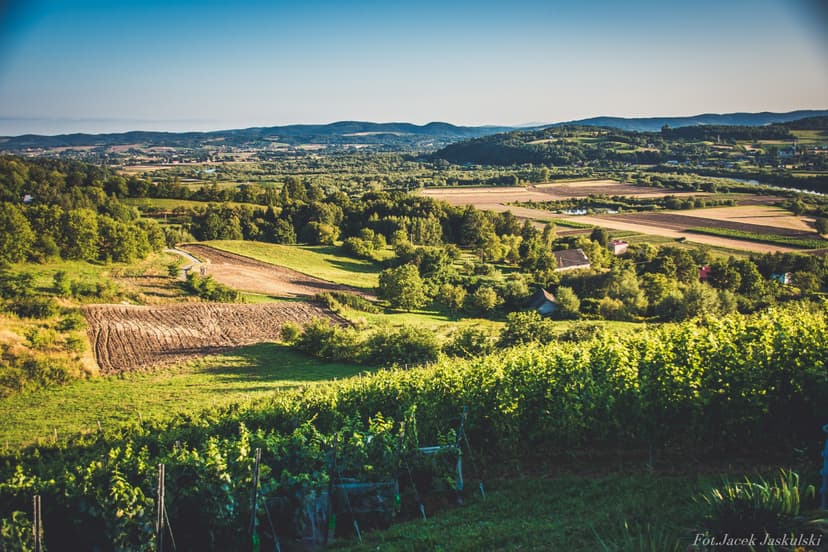 Zwiedzanie Winnicy dla Dwojga | Tarnów (okolice)