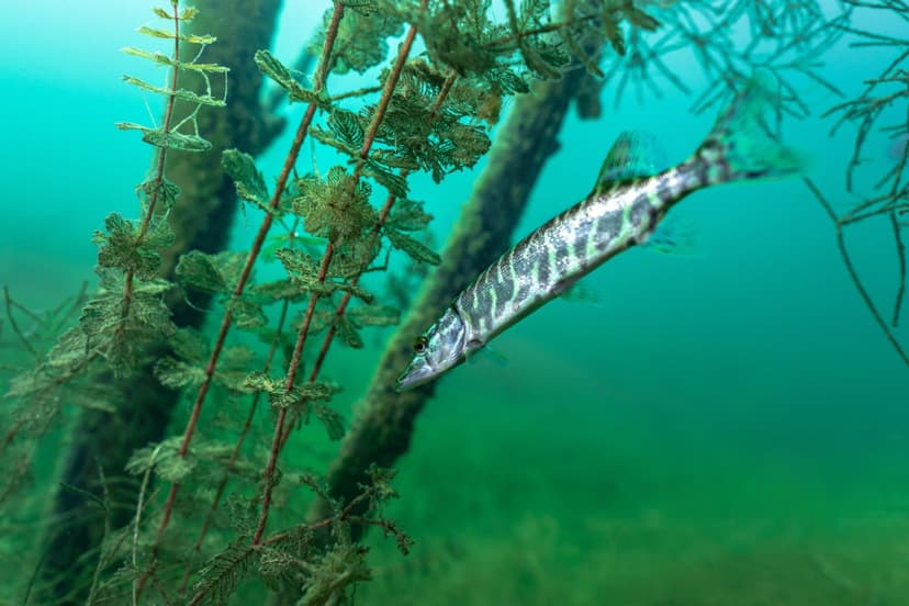 Nurkowanie w Podwodnym Lesie | Konin (okolice)