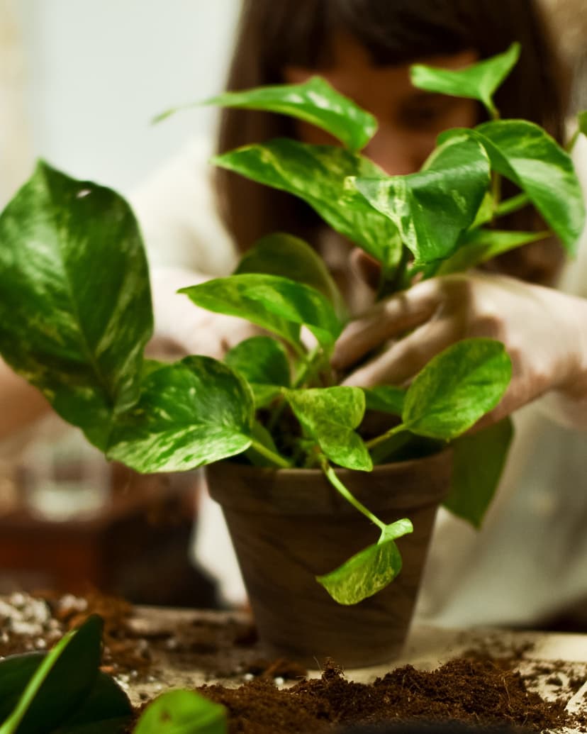 Stwórz Własny “Wiszący Ogród - Kokedama” | Trójmiasto