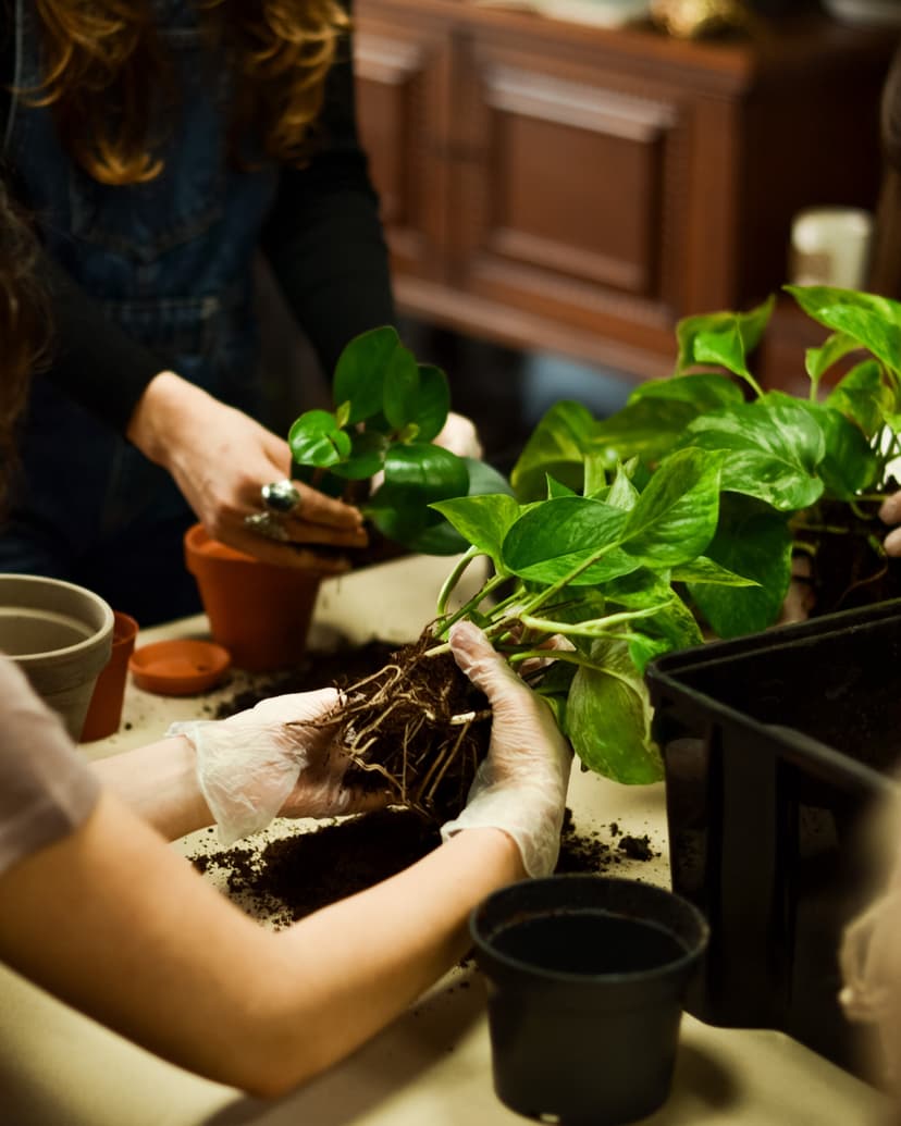 Stwórz Własny “Wiszący Ogród - Kokedama” dla Dwojga | Trójmiasto
