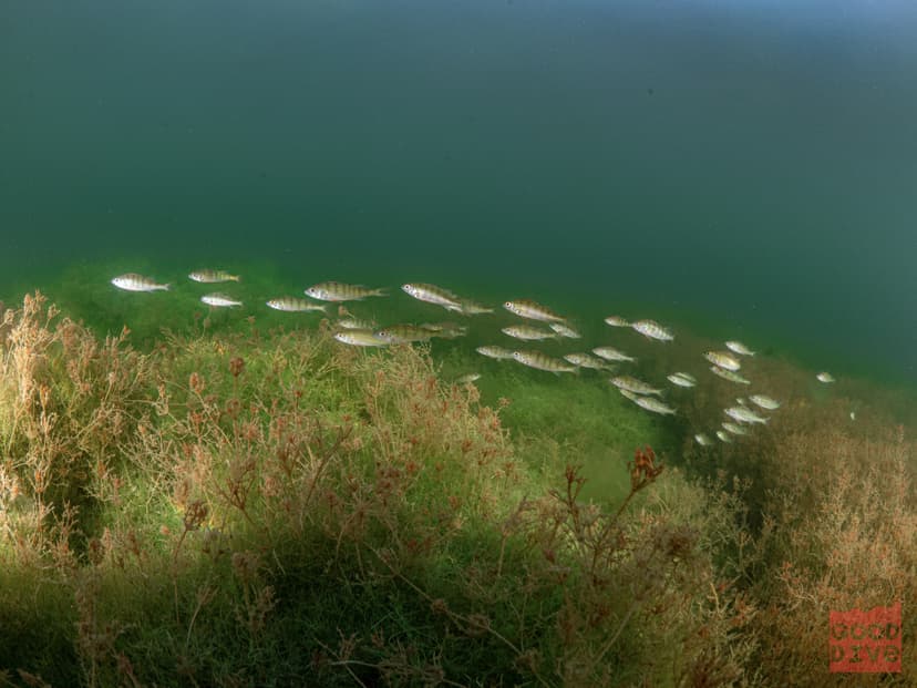 Certyfikowany Kurs Nurkowania | Borzechowo (okolice)