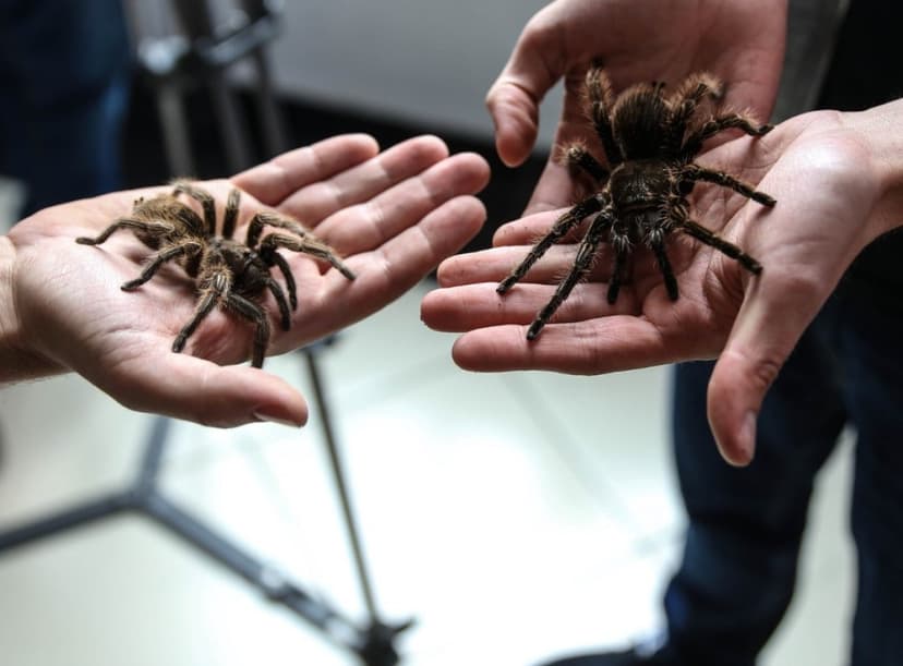 Wejście na Wystawę Pająków dla Dwojga | Warszawa