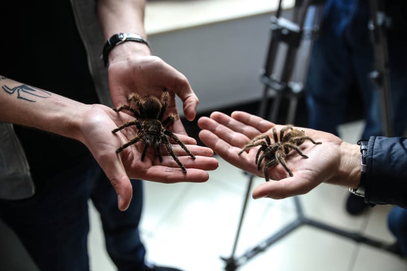 Wejście na Wystawę Pająków dla Rodziny | Warszawa