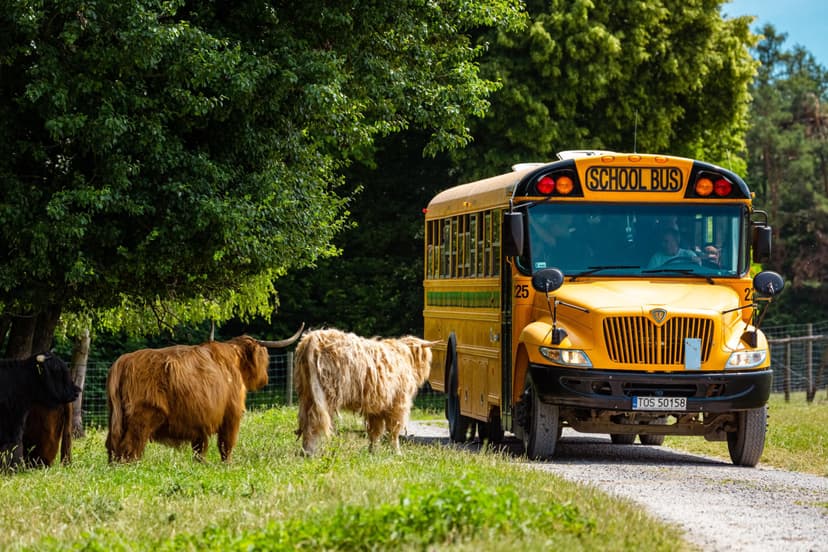 Całodniowa Zabawa w Bałtowskim Kompleksie Turystycznym | Kielce (okolice)