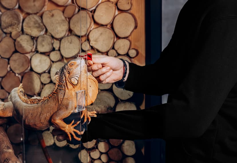 Poznaj Egzotyczne Zwierzęta Gadolandu i Poszalej w Aquaparku | Reda